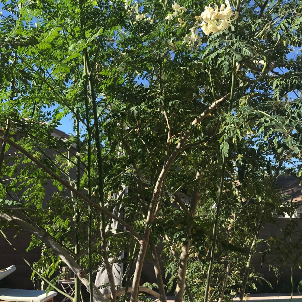 Organic Moringa seeds dried ready for planting. Fast growing medicinal 15 seeds